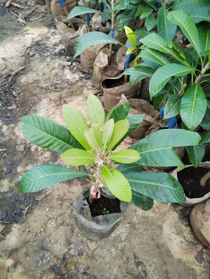 马加纳妈咪果苗