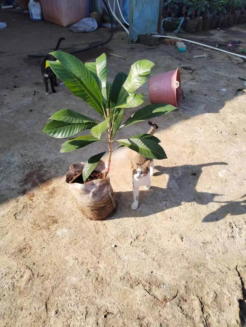 马加纳妈咪果苗