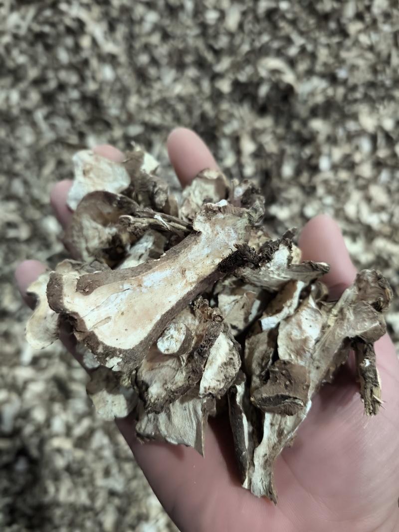 白术，生切片，烘干。过8号筛。新货