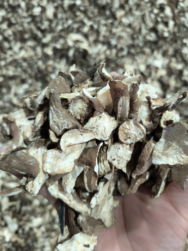 白术，生切片，烘干。过8号筛。新货