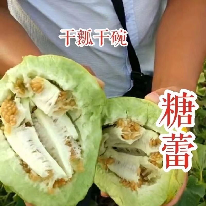 糖蕾甜瓜种子花皮绿肉高糖甜瓜种特甜上糖早露地专用抗裂香瓜