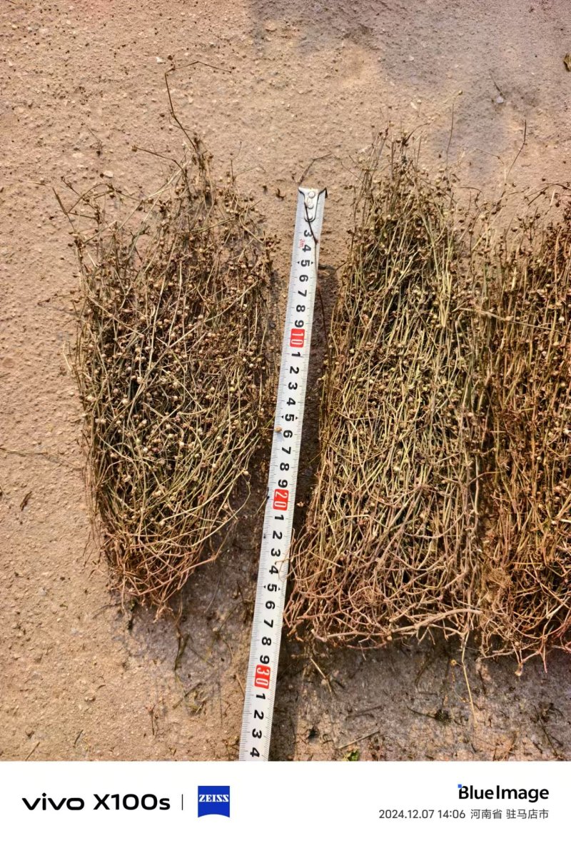 白花蛇舌草野生白花蛇舌草百花蛇舌草舌蛇草