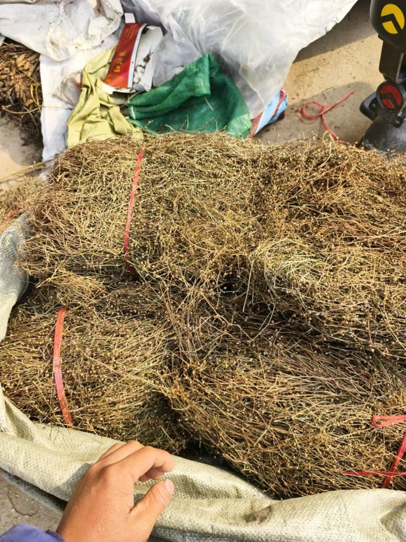 白花蛇舌草野生白花蛇舌草百花蛇舌草舌蛇草