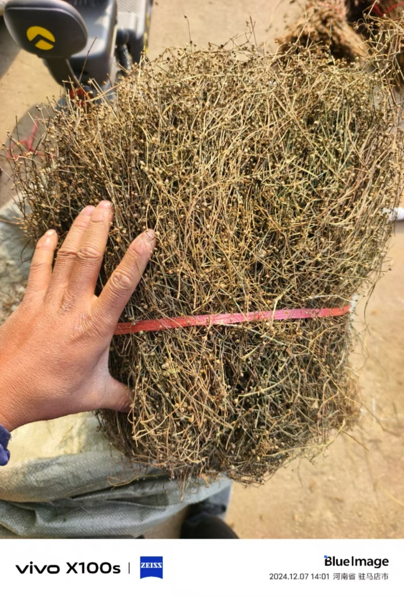 白花蛇舌草野生白花蛇舌草百花蛇舌草舌蛇草