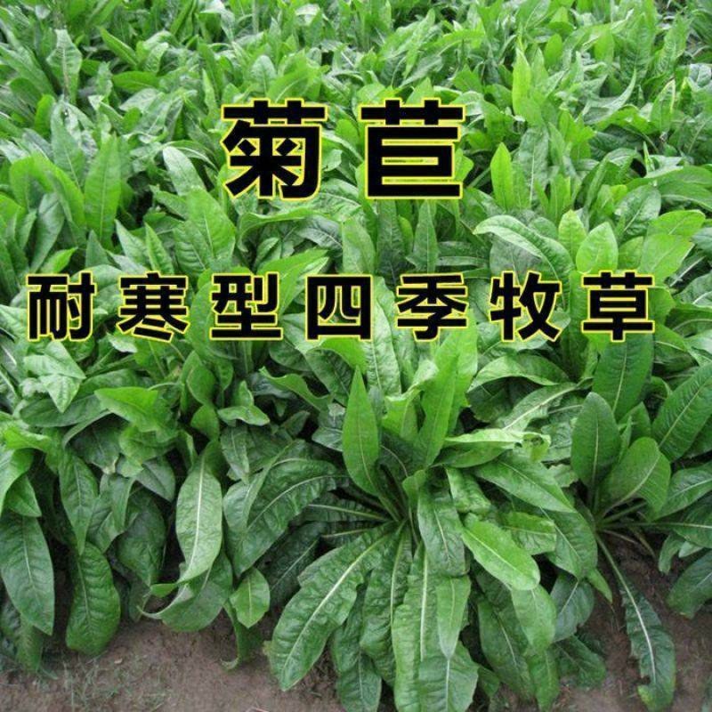 菊苣种籽养殖大叶多年生四季牧草种子羊牛兔鸡鸭鹅猪草种孑鱼