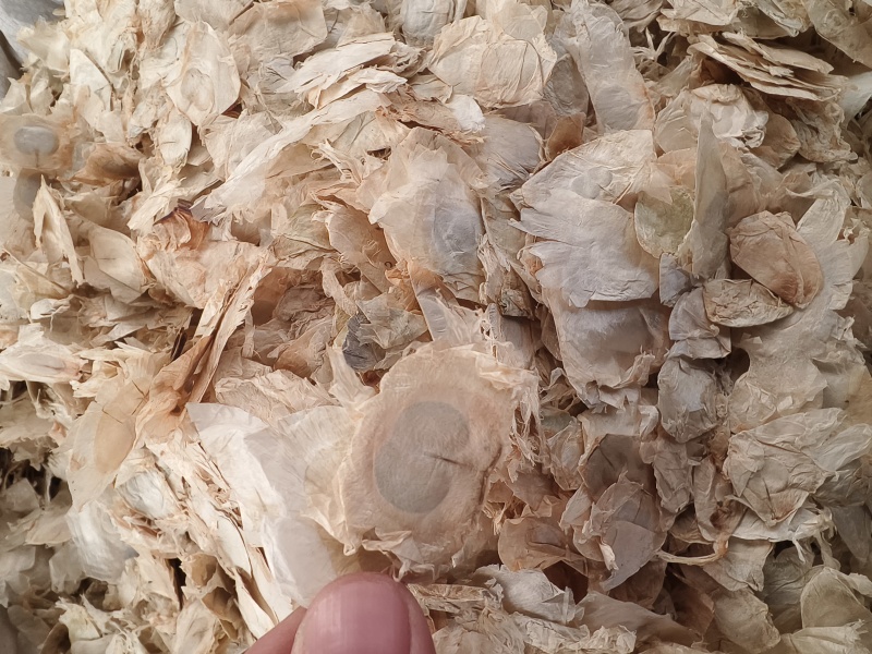 木蝴蝶新货木蝴蝶大量批发零售进口木蝴蝶量大从优假一赔十