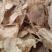 木蝴蝶新货木蝴蝶大量批发零售进口木蝴蝶量大从优假一赔十