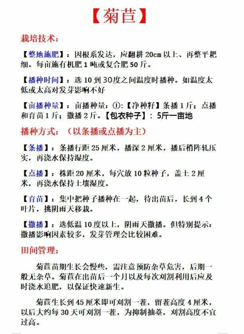 菊苣种籽养殖大叶多年生四季牧草种子羊牛兔鸡鸭鹅猪草种孑鱼