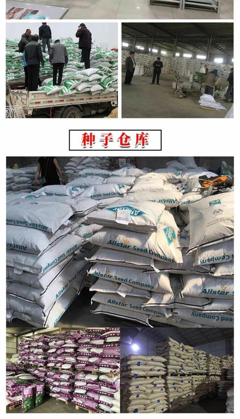 菊苣种籽养殖大叶多年生四季牧草种子羊牛兔鸡鸭鹅猪草种孑鱼