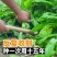 菊苣种籽养殖大叶多年生四季牧草种子羊牛兔鸡鸭鹅猪草种孑鱼