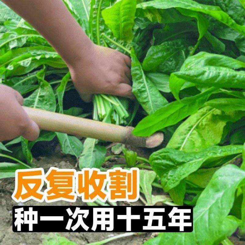 菊苣种籽养殖大叶多年生四季牧草种子羊牛兔鸡鸭鹅猪草种孑鱼