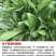 菊苣种籽养殖大叶多年生四季牧草种子羊牛兔鸡鸭鹅猪草种孑鱼