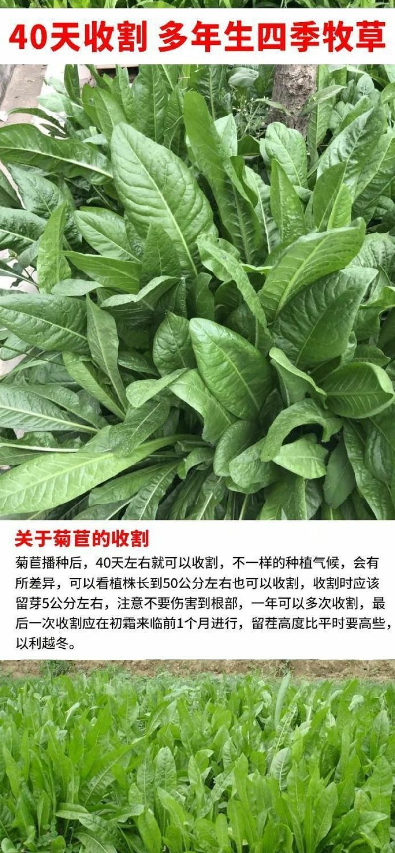菊苣种籽养殖大叶多年生四季牧草种子羊牛兔鸡鸭鹅猪草种孑鱼