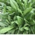 菊苣种籽养殖大叶多年生四季牧草种子羊牛兔鸡鸭鹅猪草种孑鱼