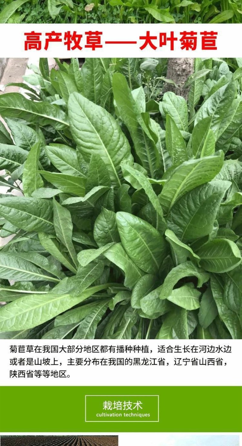 菊苣种籽养殖大叶多年生四季牧草种子羊牛兔鸡鸭鹅猪草种孑鱼
