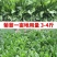 菊苣种籽养殖大叶多年生四季牧草种子羊牛兔鸡鸭鹅猪草种孑鱼