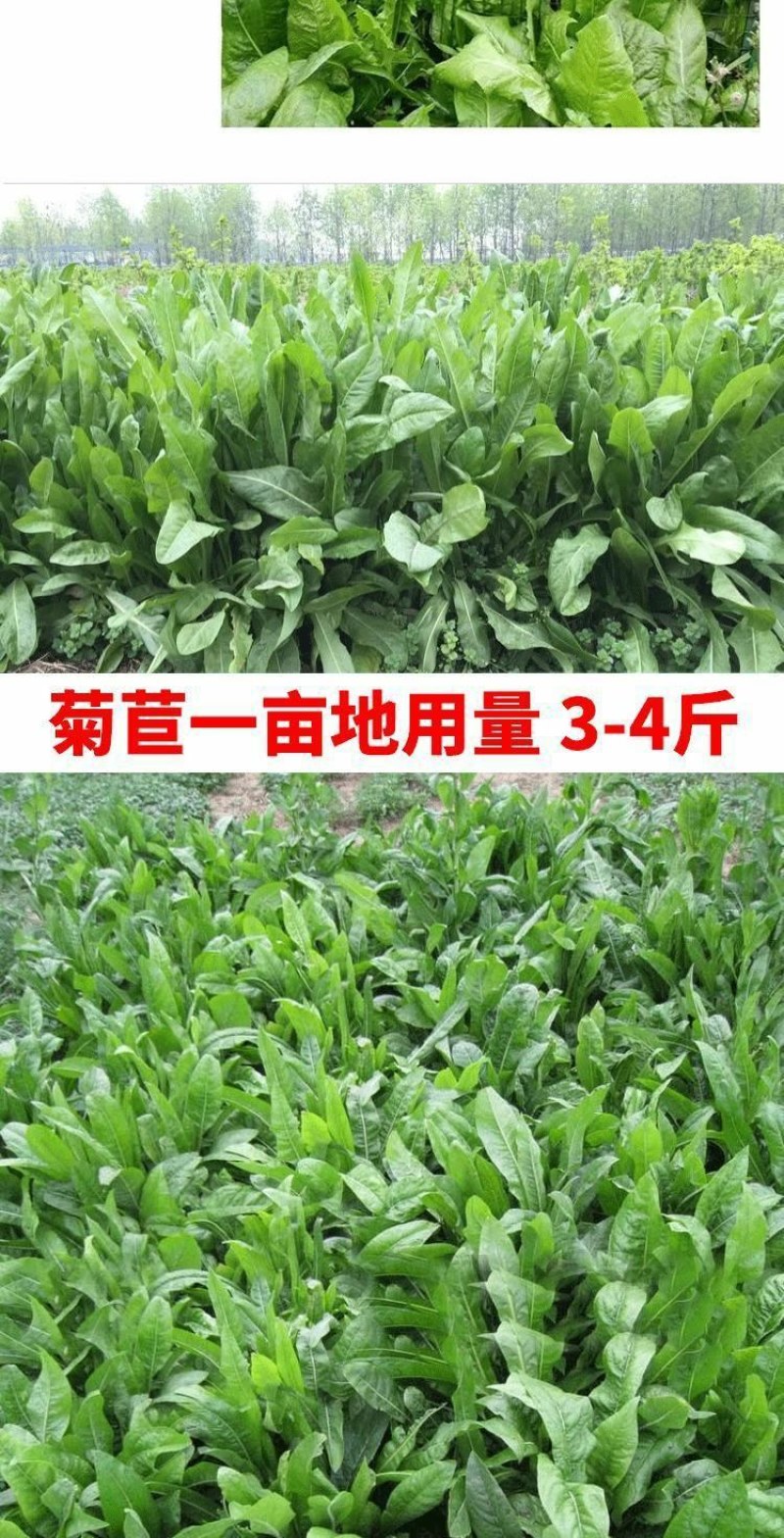 菊苣种籽养殖大叶多年生四季牧草种子羊牛兔鸡鸭鹅猪草种孑鱼