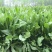 菊苣种籽养殖大叶多年生四季牧草种子羊牛兔鸡鸭鹅猪草种孑鱼