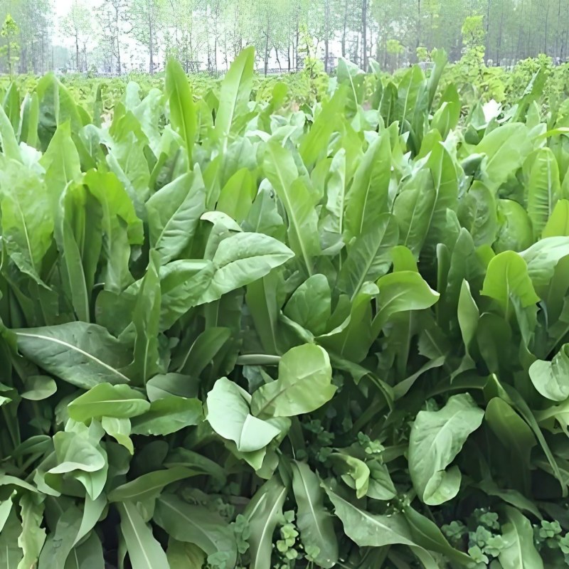 菊苣种籽养殖大叶多年生四季牧草种子羊牛兔鸡鸭鹅猪草种孑鱼