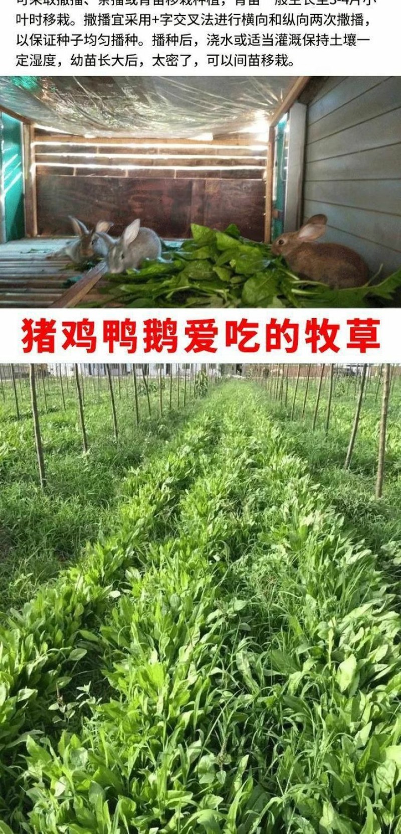 菊苣种籽养殖大叶多年生四季牧草种子羊牛兔鸡鸭鹅猪草种孑鱼