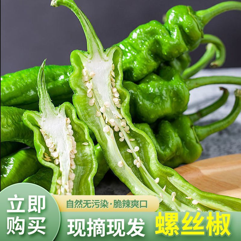 海南精品螺丝椒货源充足质量保障电商直发诚信经营！