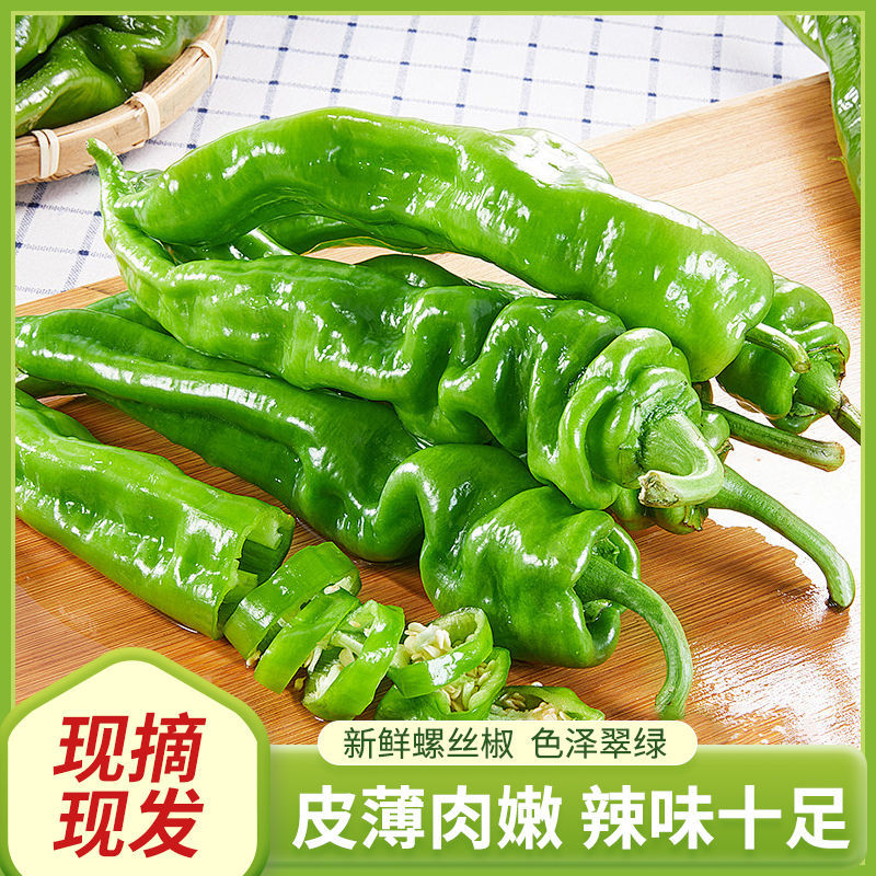 海南精品螺丝椒货源充足质量保障电商直发诚信经营！