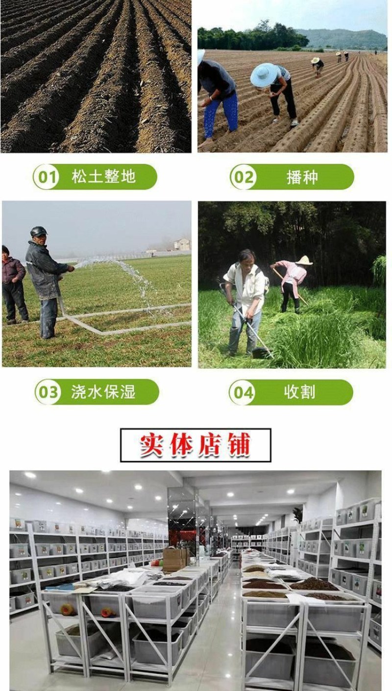 混色满天星花种子四季开花草籽简单易种易爆盆阳台庭院盆栽花