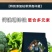 钙镁硼锌铁中微量元素肥料水溶冲施肥农用蔬菜专用肥补钙补镁