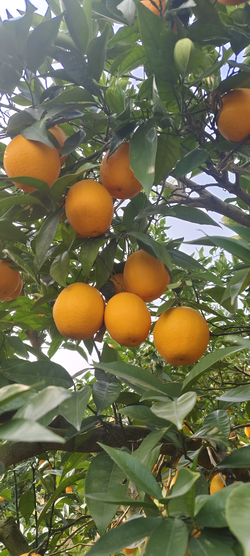 北碚脐橙，纽荷尔脐橙，九月红橙，果冻橙，园红脐橙产地对接