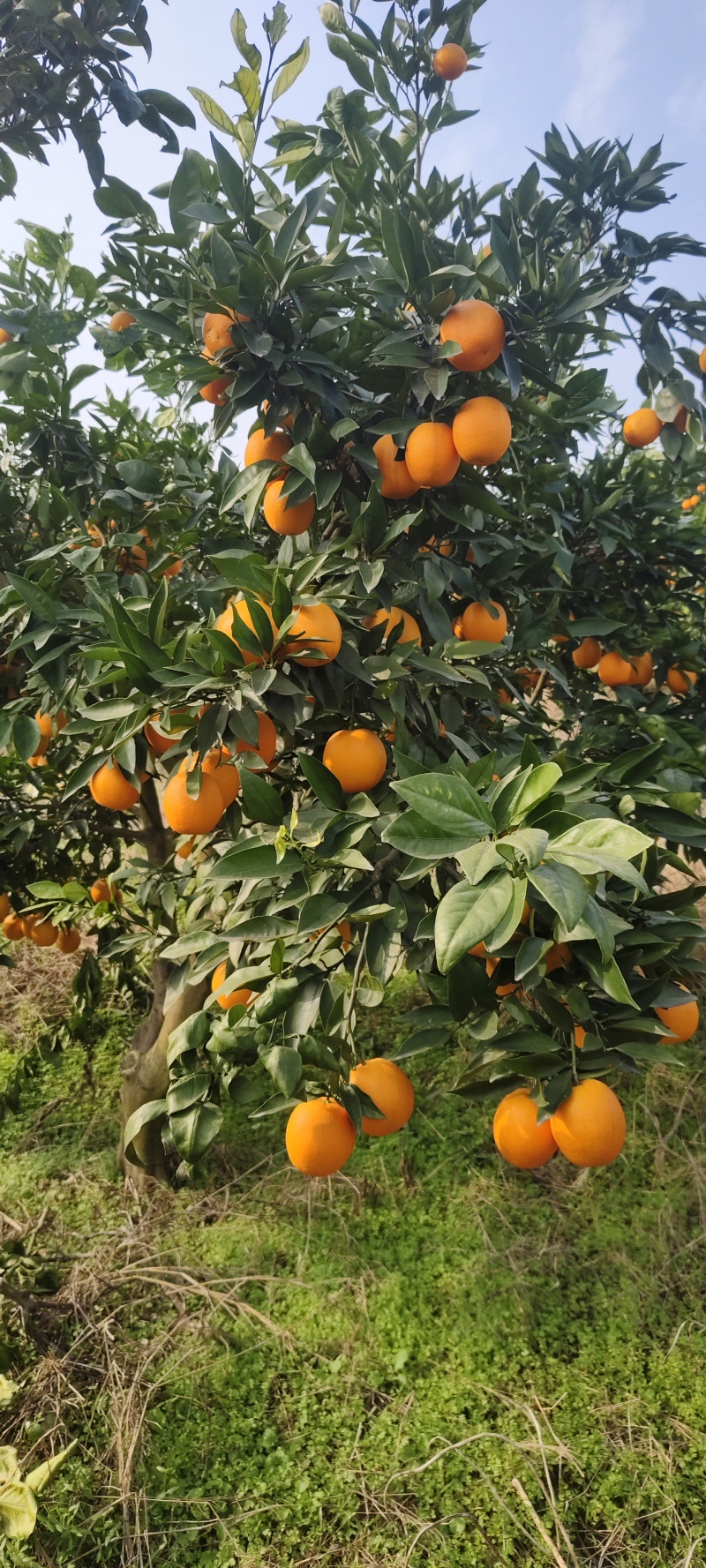 北碚脐橙，纽荷尔脐橙，九月红橙，果冻橙，园红脐橙产地对接