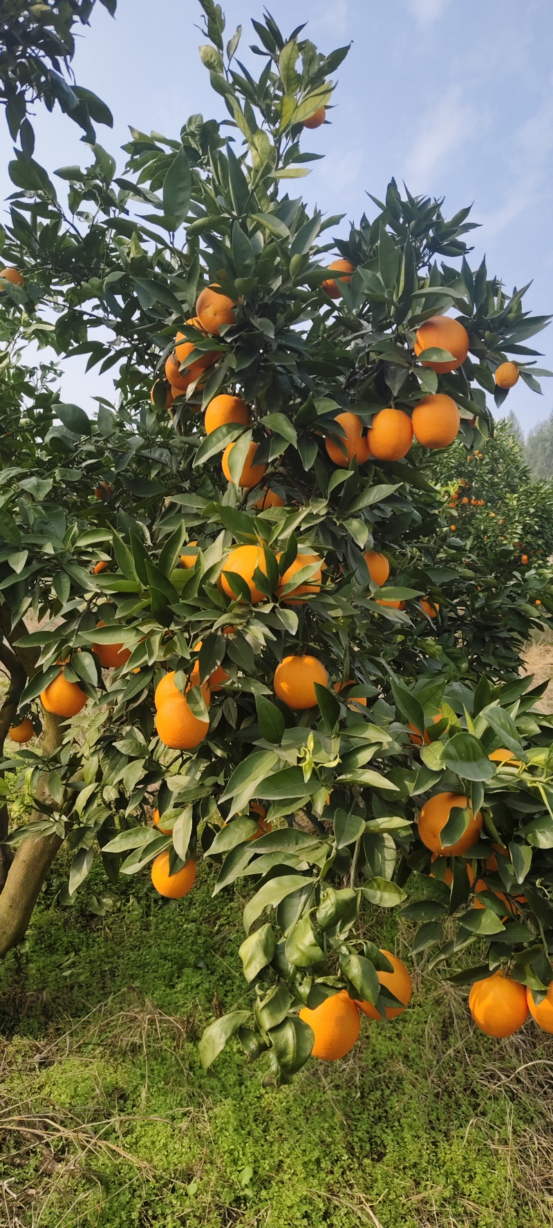 北碚脐橙，纽荷尔脐橙，九月红橙，果冻橙，园红脐橙产地对接