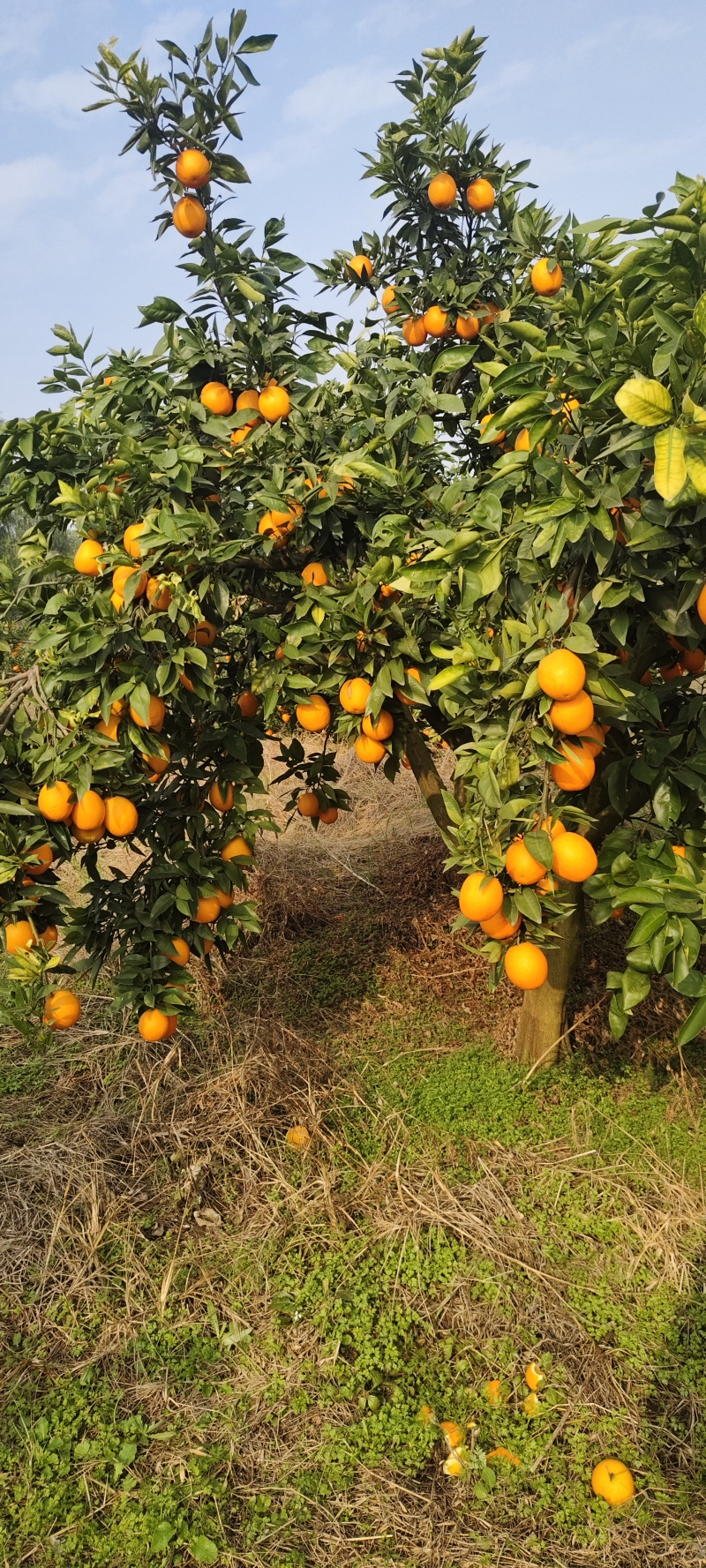 北碚脐橙，纽荷尔脐橙，九月红橙，果冻橙，园红脐橙产地对接