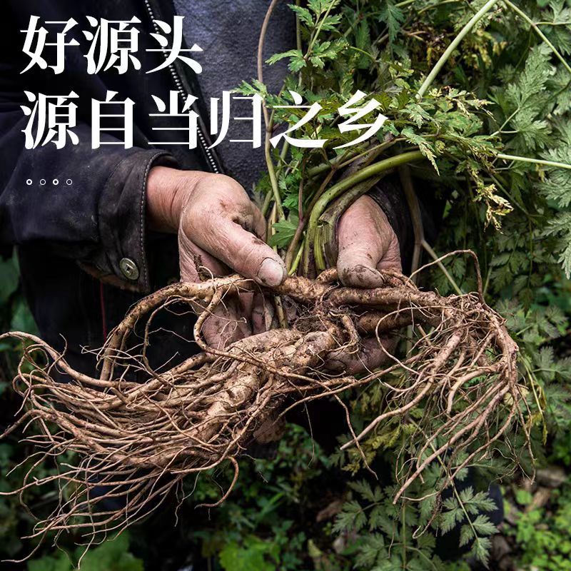【热卖】2025甘肃岷县当归精品产地直发干货无