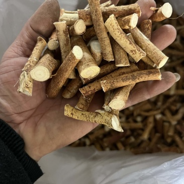 五指毛桃，深山里的毛桃