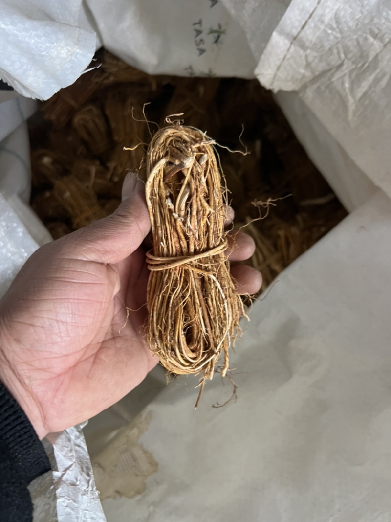 五指毛桃，深山里的毛桃
