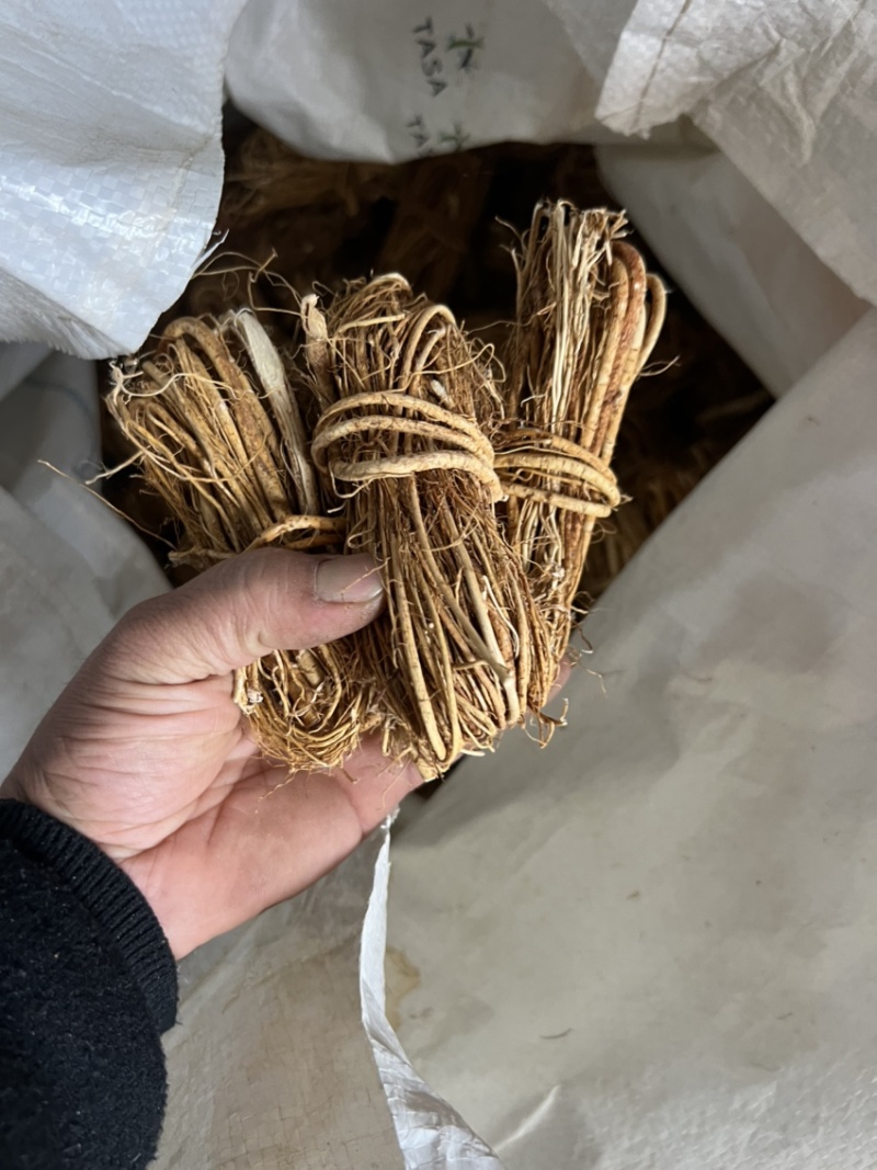 五指毛桃，深山里的毛桃