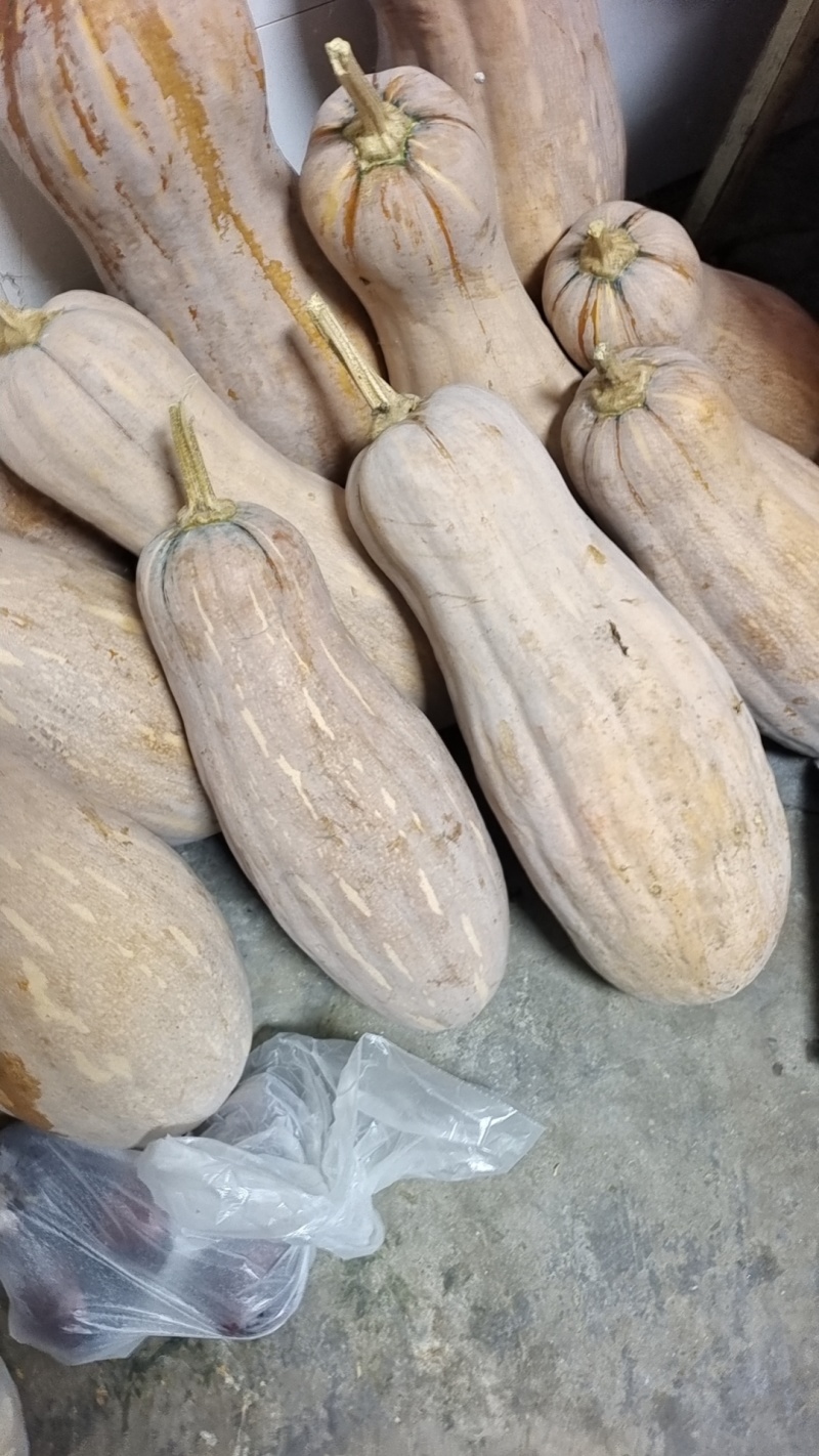 密本南瓜产地直发可视频看货欢迎咨询