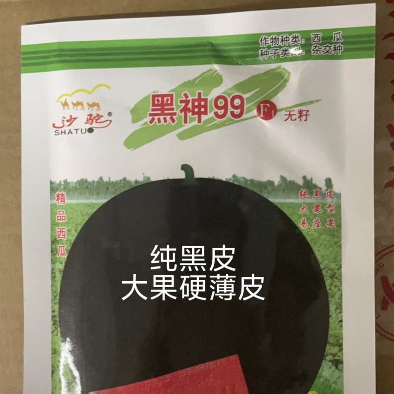 黑神99纯黑皮无籽西瓜子不空心35天成熟亩产12000