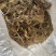 多黄甜黄精种苗长期有货