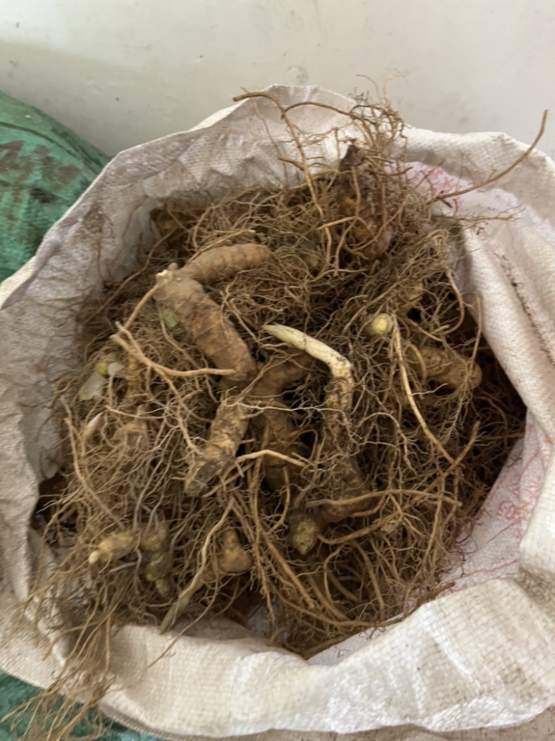 多黄甜黄精种苗长期有货