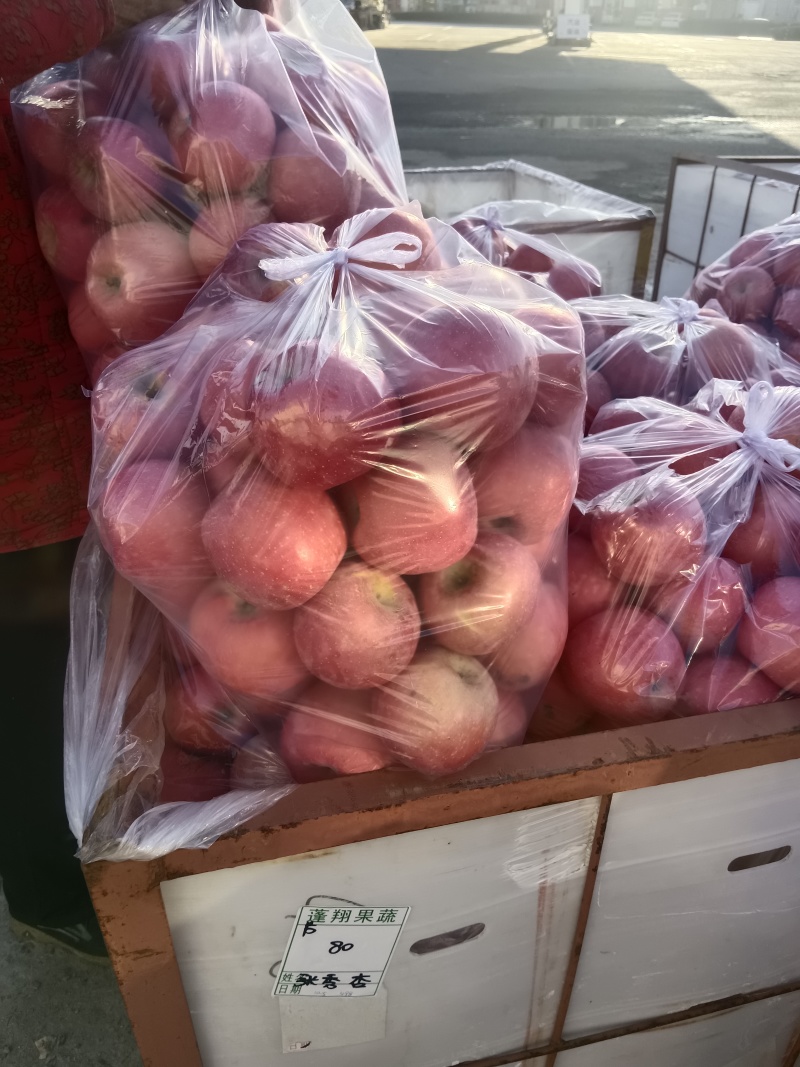 山东精品红富士大量有货，欢迎全国各地老板实地考察订购