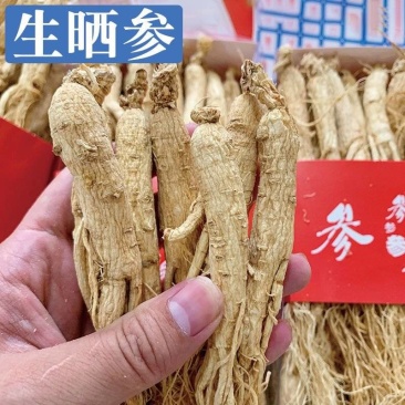 【白参】白参物美价廉各种规格产地直供