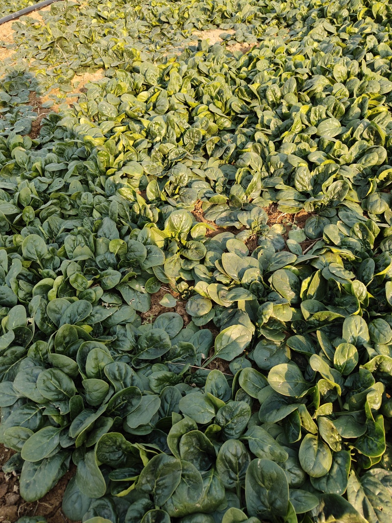 菠菜