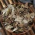 【矮地茶】矮地茶量大从优物美价廉产地直供
