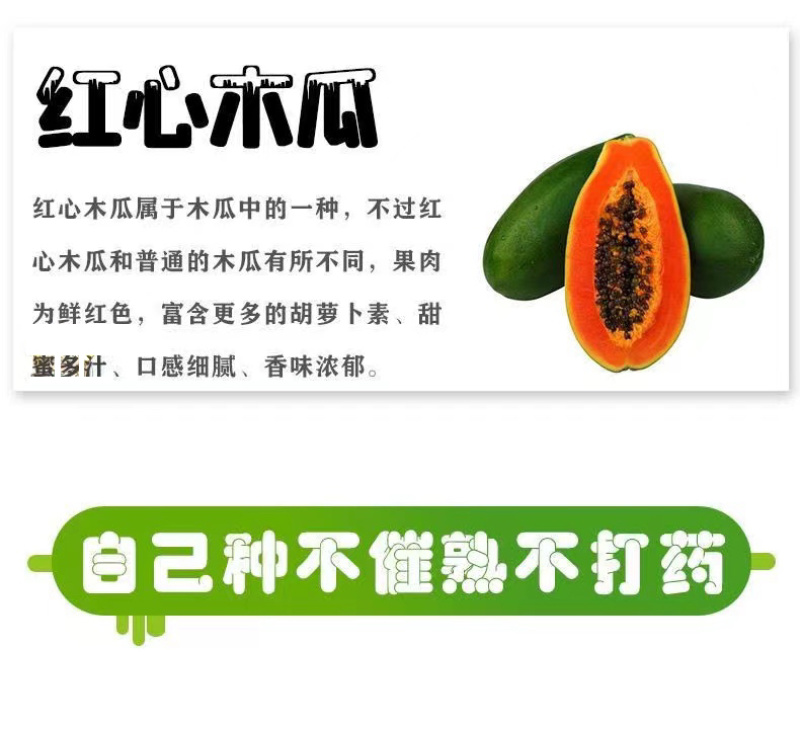 大青红肉水果木瓜苗冰糖矮化红心木瓜苗四季南方种植常绿