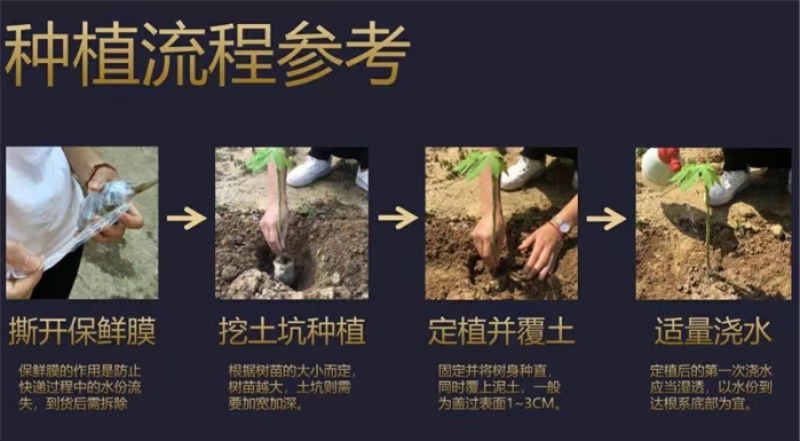 大青红肉水果木瓜苗冰糖矮化红心木瓜苗四季南方种植常绿