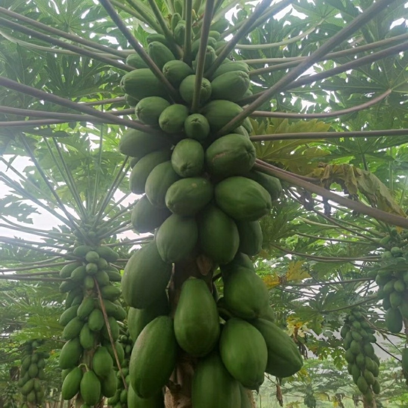 大青红肉水果木瓜苗冰糖矮化红心木瓜苗四季南方种植常绿