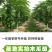 大青红肉水果木瓜苗冰糖矮化红心木瓜苗四季南方种植常绿