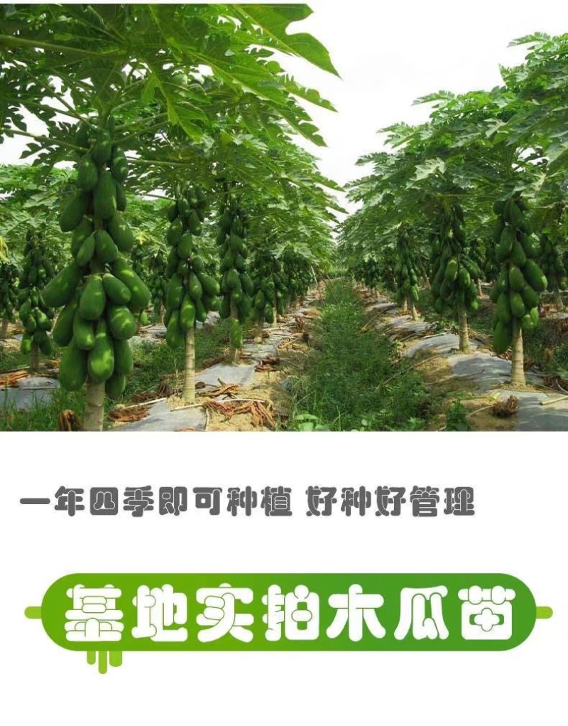 大青红肉水果木瓜苗冰糖矮化红心木瓜苗四季南方种植常绿