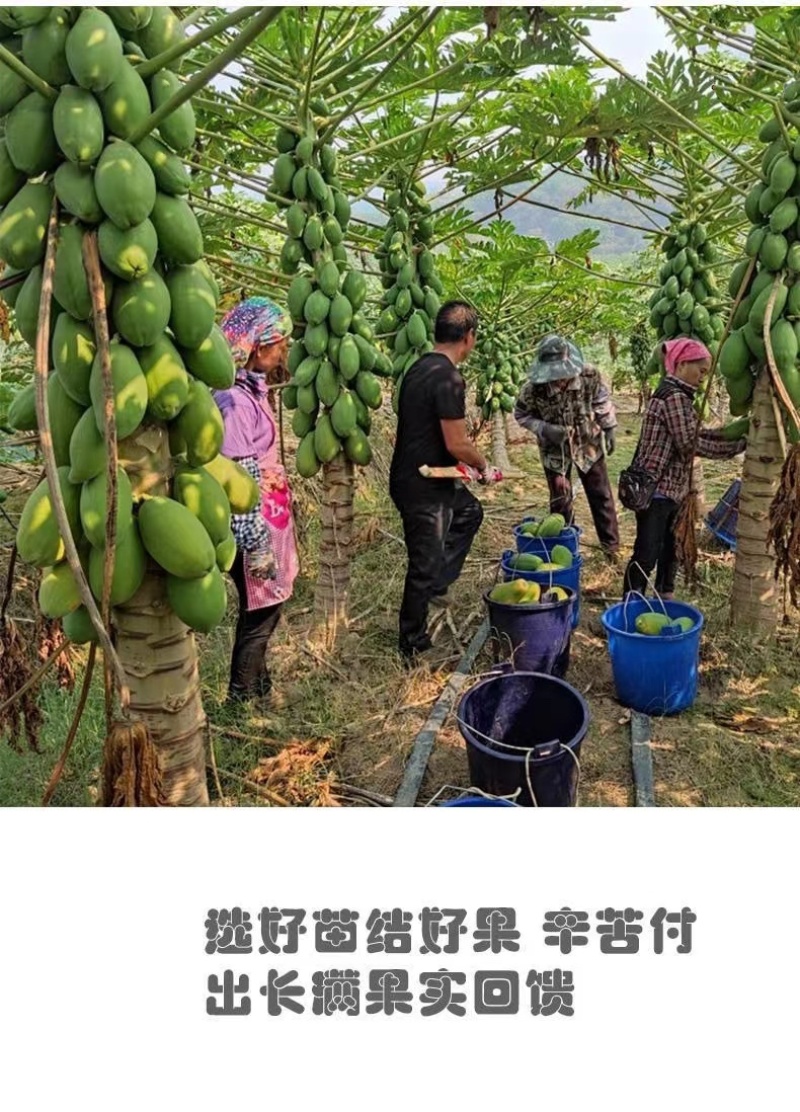 大青红肉水果木瓜苗冰糖矮化红心木瓜苗四季南方种植常绿